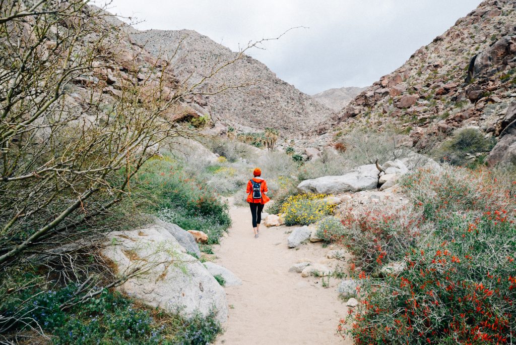 Anza Borrego Weekend Guide: Experience the Super Bloom