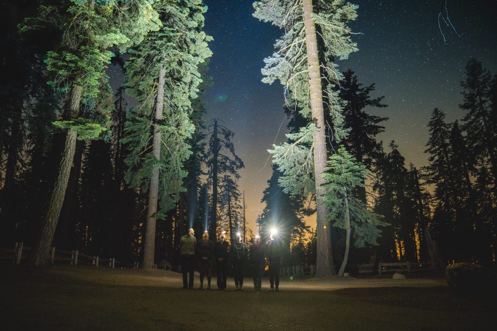 A winding path through a dense dark forest at night with