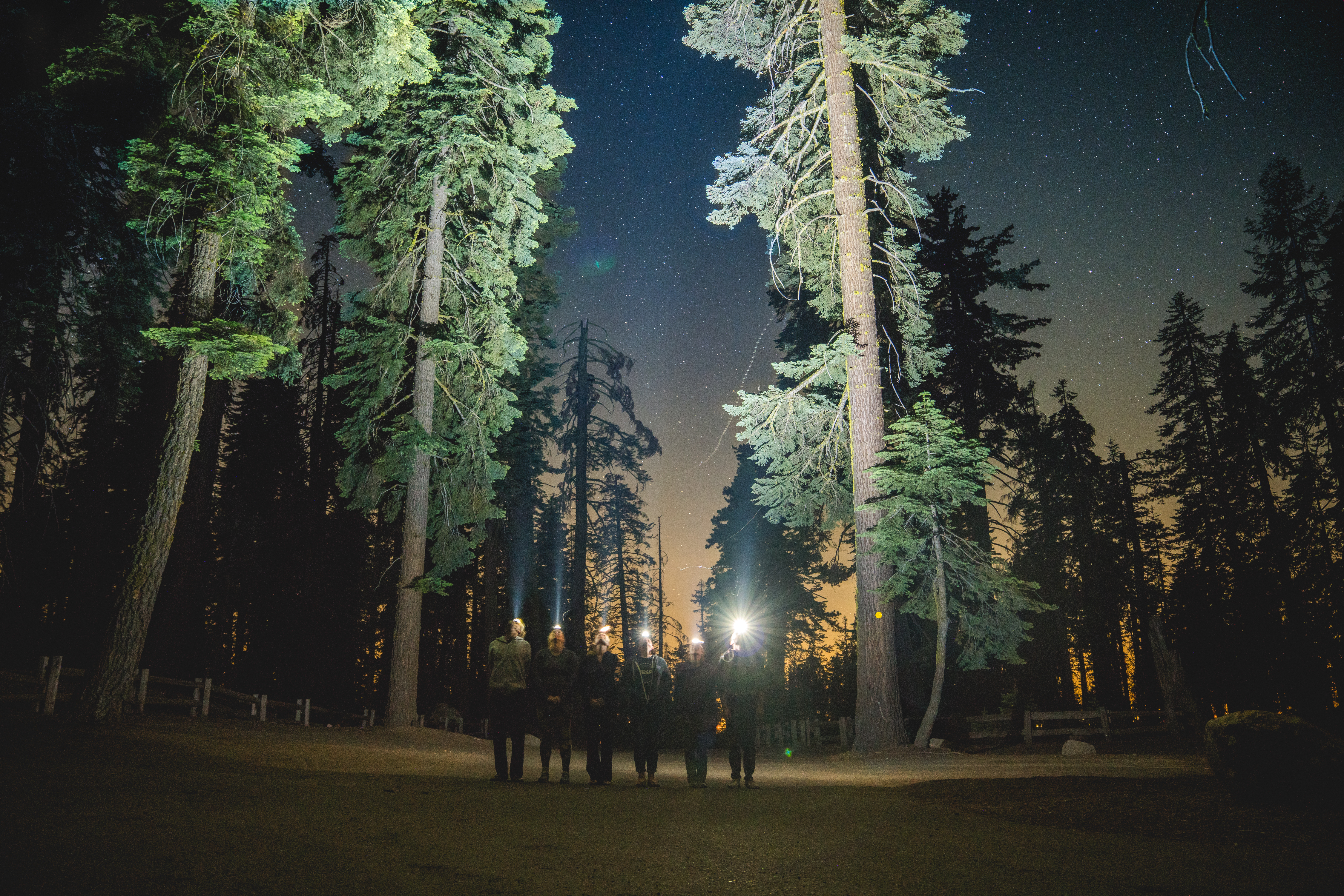 キャンバスドローイング『The forest at night』
